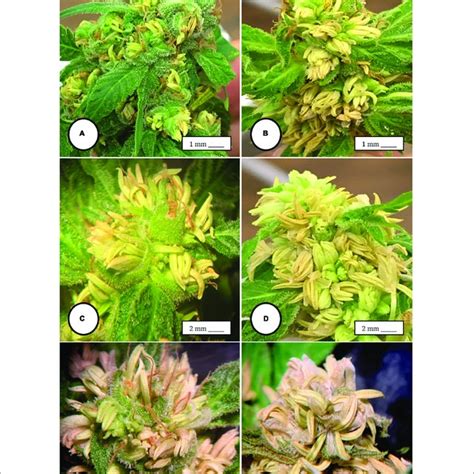 | Flower and pollen development in genetically male plants of Cannabis... | Download Scientific ...