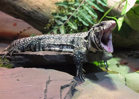 Species Highlight: The Argentine Tegu – Greater Cleveland Aquarium