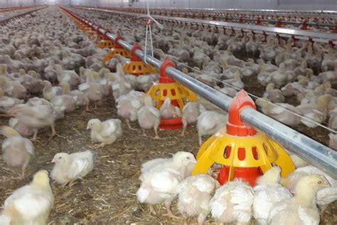 Poultry equipment manufacturer - Modern free range poultry systems - Poultry turnkey projects ...