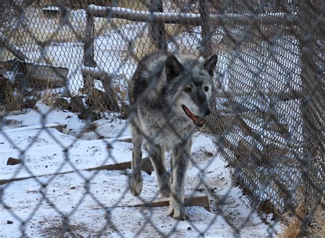 How wolf reintroduction is going so far in Colorado - The Colorado Sun