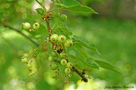 Grosellas Verdes Fruit, Green, Plants, Flowers