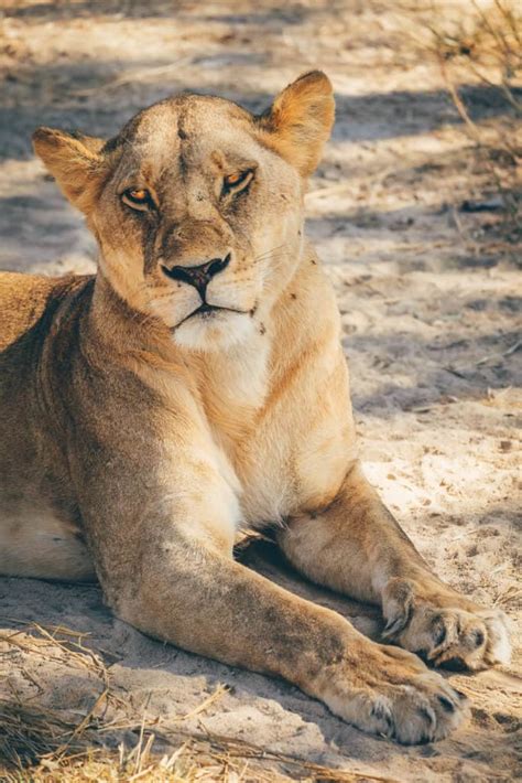 The Amazing Etosha National Park In Namibia • Ultimate Safari Guide ...