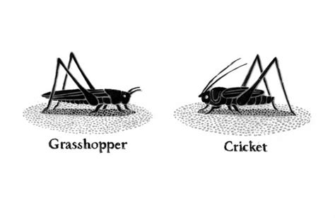 A Bug/Insect Unit Using Eric Carle Books ~ The Very Quiet Cricket - StartsAtEight