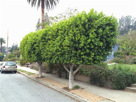 ficus retusa nitida Indian Laurel Fig Zone 8 Medium | Ficus benjamina, Ficus, Horticulture