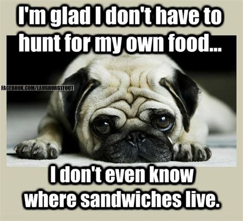 image #pug | Black pug puppies, Pug puppies, Pugs funny