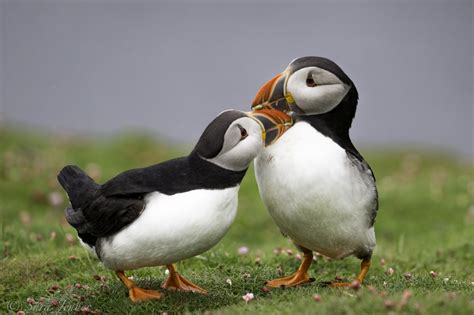 Atlantic puffin | Facts, pictures & more about Atlantic puffin