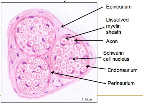 Peripheral Nerve(Hematoxylin-Eosin) | Histology - Nervous System ...