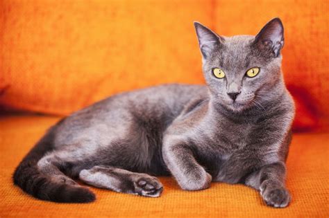 The Angel of Cuteness: Russian Blue Cat Personality | Russian blue, Russian blue cat personality ...