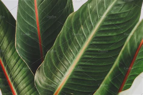 Green tropical leaves containing tropical plants, large tropical leaves, and | High-Quality ...