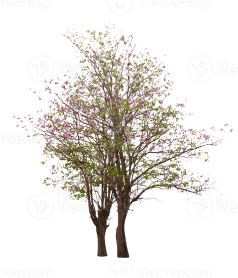 Pink Trumpet Tree Or Tabebuia Rosea Isolated 23661482 PNG, 40% OFF