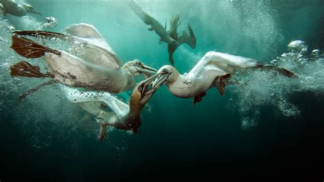 The Gannets' Dinner Guest | Audubon