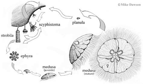 Jellyfish life cycle (Scyphozoa) | Life cycles, Ecology, Animals