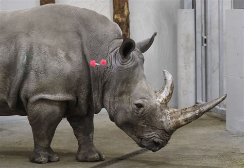 Scientists a Step Closer to Saving Northern White Rhino From Extinction – Courthouse News Service