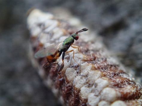 Parasitoid wasp life cycle | Wasp, Life cycles, Life