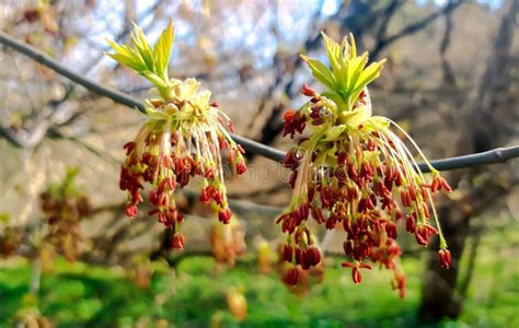 Acer Negundo Manitoba Boxelder Maple Male Purple Yellow White Flowers, Detail of Flowering ...