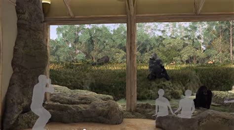 Houston Zoo adding world's largest gorilla exhibit | kvue.com