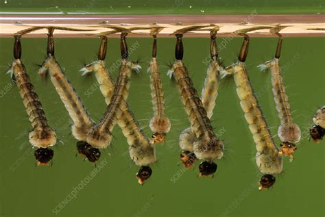 Mosquito Larvae - Stock Image - Z341/0339 - Science Photo Library