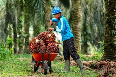 Bisnis Kami - Asian Agri