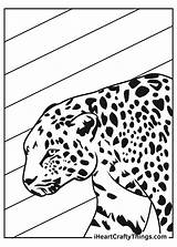 Jaguar Coloring Pages Updated 2021 sketch template