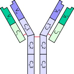 kappa versus lambda light chains in paraproteinemias - Renal Fellow Network