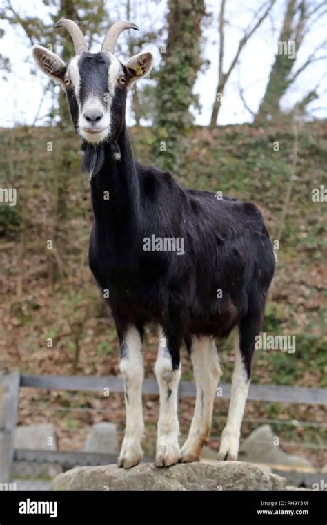 Black And White Goat Breeds - widerwild.com