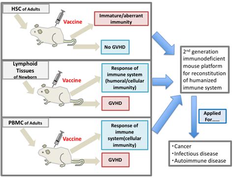 IJMS | Free Full-Text | Humanized Mice as an Effective Evaluation ...