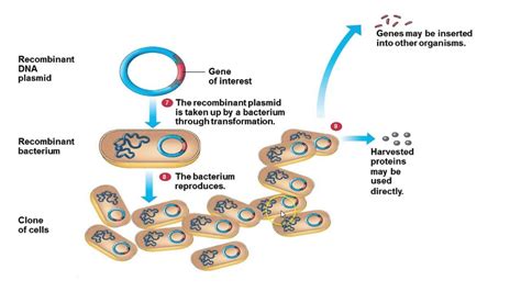 DNA Cloning | Science online