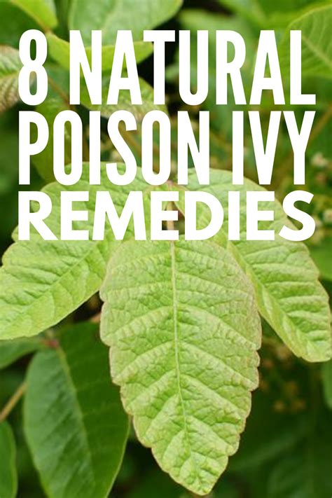 8 Natural Poison Ivy Remedies for Fast Relief That Lasts