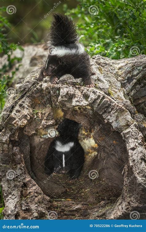 Baby Striped Skunk (Mephitis Mephitis) Atop Log Stock Photo - Image of crepuscular, baby: 70522286