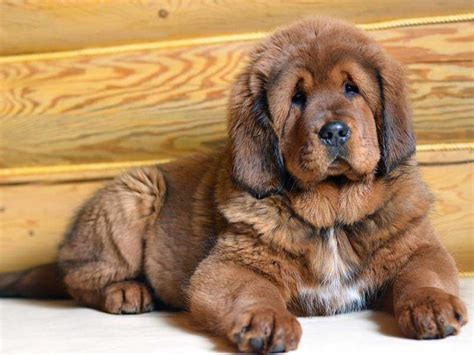 A Tibetan Mastiff puppy : aww