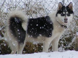 Greenland Dogs - Champdogs