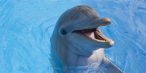 National Aquarium Considers Scrapping Dolphin Exhibit, Citing Concerns About Animals' Well-Being ...