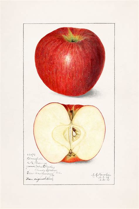 Apples (Malus Domestica) (1908) byAmanda | Free Photo Illustration ...