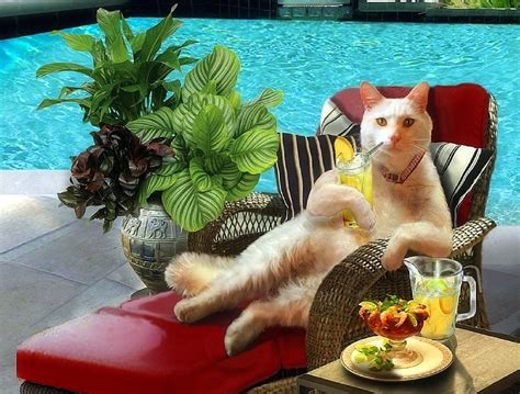 Summer Funny, comida, gatito, gatos, cosas raras que usa la gente, pinturas, verano, amor en las ...