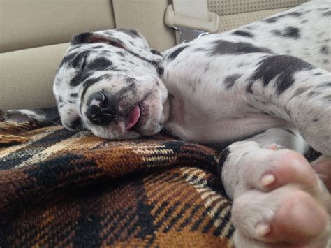 Sleepy Great Dane puppy | Great dane puppy, Dane puppies, Puppies