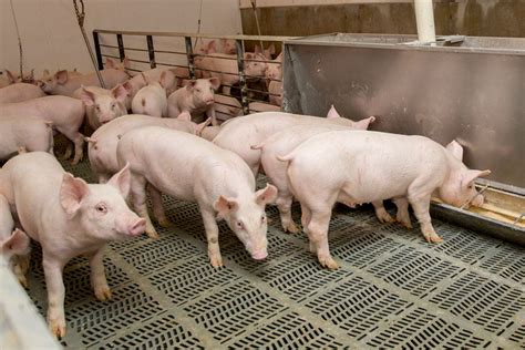 Feeding Practices for Commercial & Research Swine - ABI