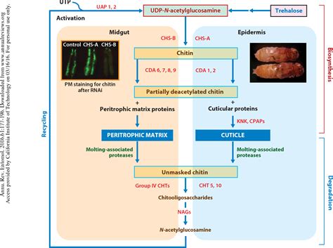 Figure 2 from Biosynthesis, Turnover, and Functions of Chitin in Insects. | Semantic Scholar