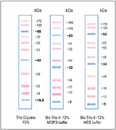 Protein Molecular Weight Calculator Kda | Blog Dandk