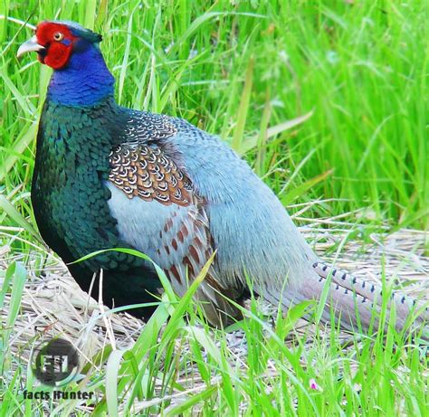 Bird's Lifestyle: Japanese National Bird - Green Pheasant