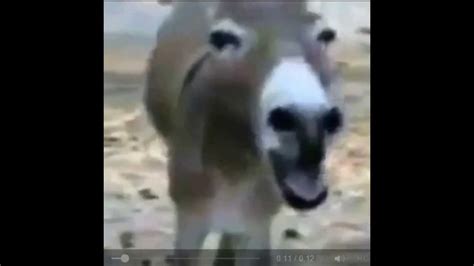 Laughing Donkey - YouTube