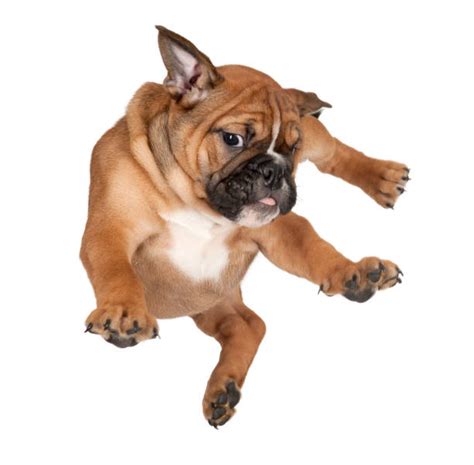 Best Dog Falling Stock Photos, Pictures & Royalty-Free Images - iStock