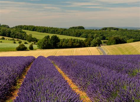 Visit and Explore Our Lavender Fields – Cotswold Lavender