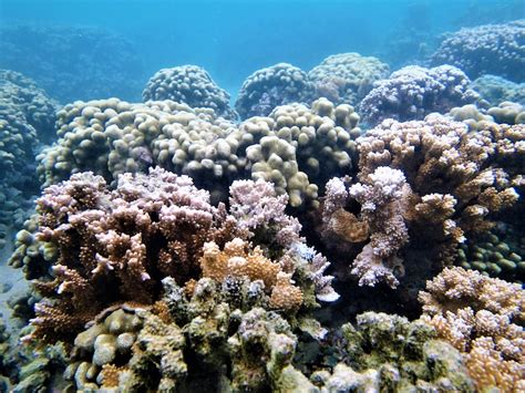 Coral Reefs > Marine Corps Base Hawaii > News Article Display