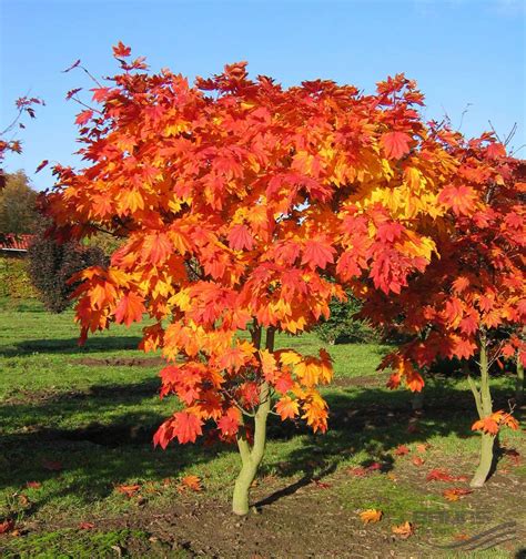 acer japonicum vitifolium | Japanese garden style, Beautiful gardens, Acer garden