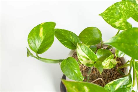 12 Amazing Uses and Benefits of Pothos Plants - Petal Republic