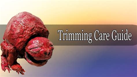 Vita Carnis - Guide to owning a pet Trimming - YouTube