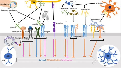 Frontiers | The molecular regulation of oligodendrocyte development and CNS myelination by ECM ...