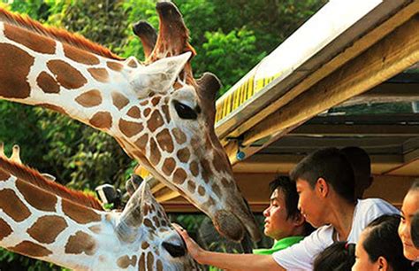 Chiang Mai zoo night safari with Tourvado | evening Tours to Chiang Mai ...