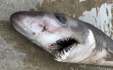 Rare crocodile shark found for the first time on UK beach could have ...