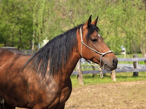 Paso Fino Horse — Full Profile, History, and Care